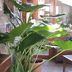 B&B Il Papavero Relais