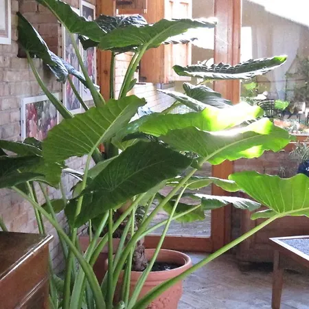 Bed & Breakfast Il Papavero Relais