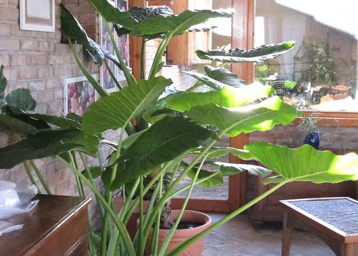 Bed and breakfast Il Papavero Relais